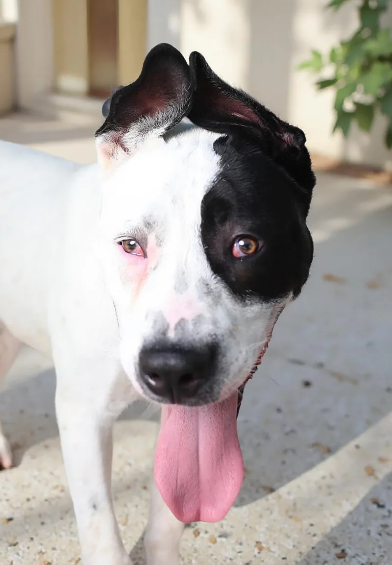 A young large-sized male Pit Bull Terrier dog named Billie for adoption in Pasadena, CA
