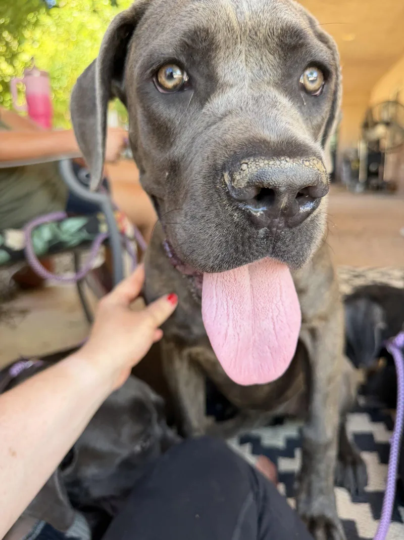 A baby extra large-sized female Cane Corso dog named Chonkers for adoption in Glendale, AZ
