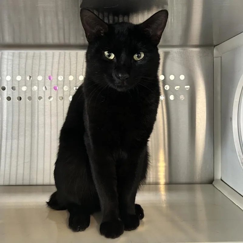 An adult medium-sized male Black Domestic Short Hair cat named Otis for adoption in Denver, CO