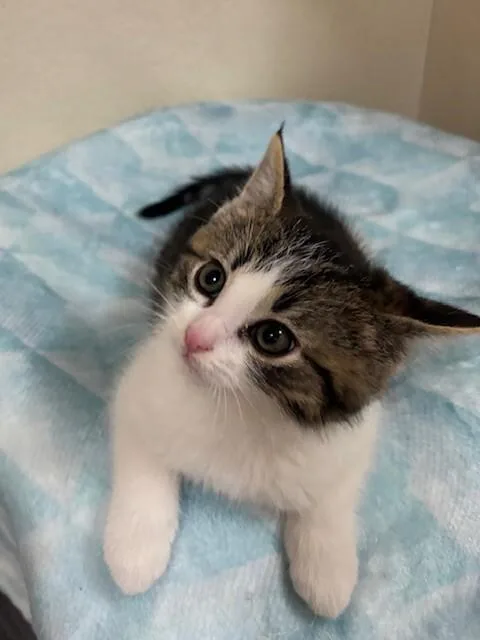 A young medium-sized male Brown / Chocolate Domestic Short Hair cat named Bobbin for adoption in Fort Collins, CO