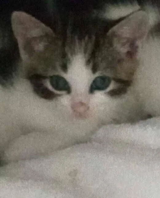 An adult medium-sized male Domestic Short Hair cat named Unknown for adoption in Burgaw, NC