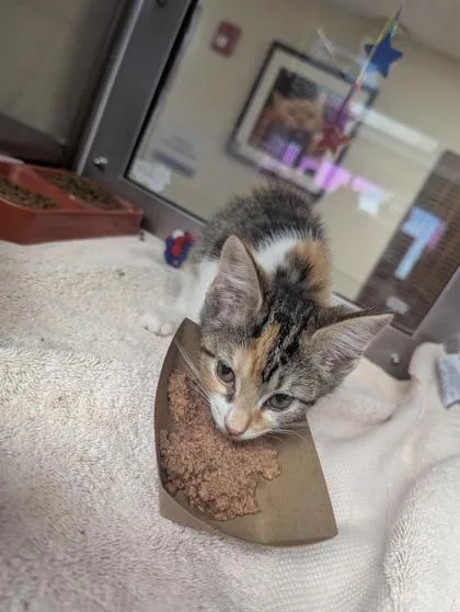 A baby small-sized female Domestic Short Hair cat named Waifu for adoption in West Chester, PA