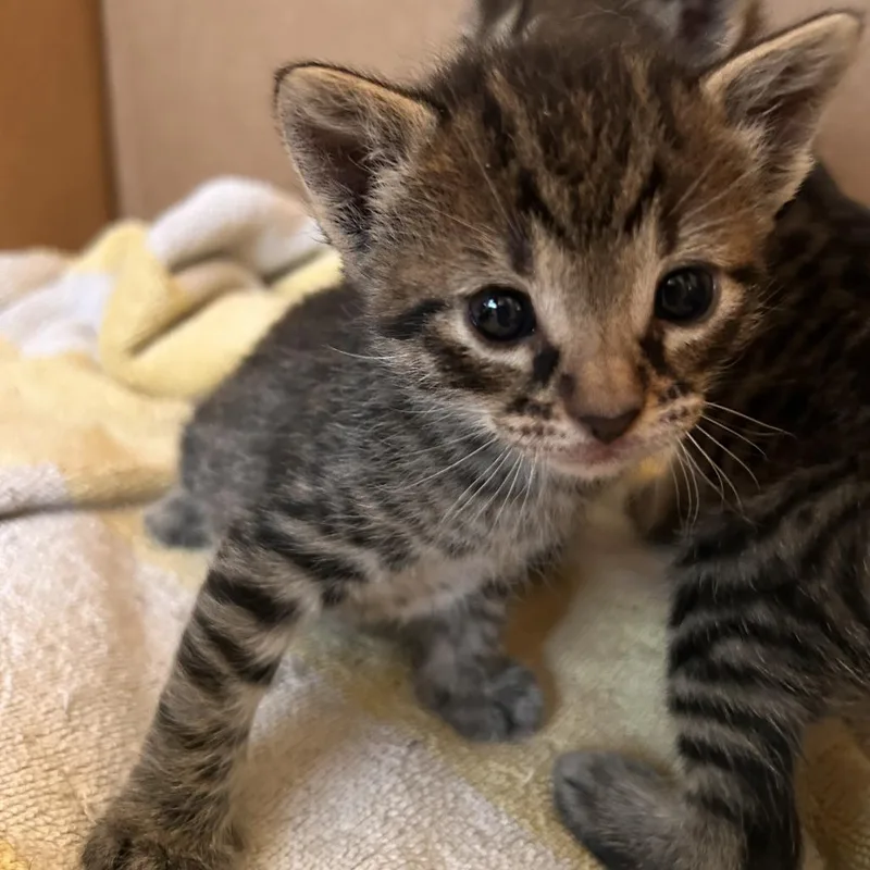 A baby small-sized male Brown / Chocolate Domestic Short Hair cat named Itadori Yuji for adoption in Austin, TX
