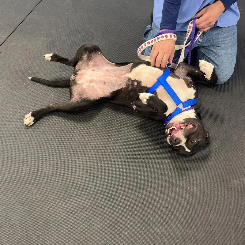 Hershey Kiss thumbnail 2