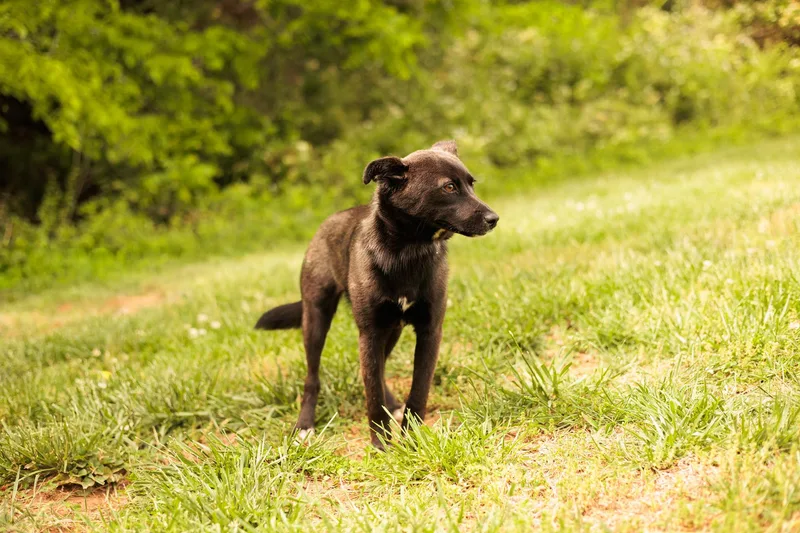 A young small-sized female Black Mixed Breed dog named Vivie for adoption in Gradyville, KY