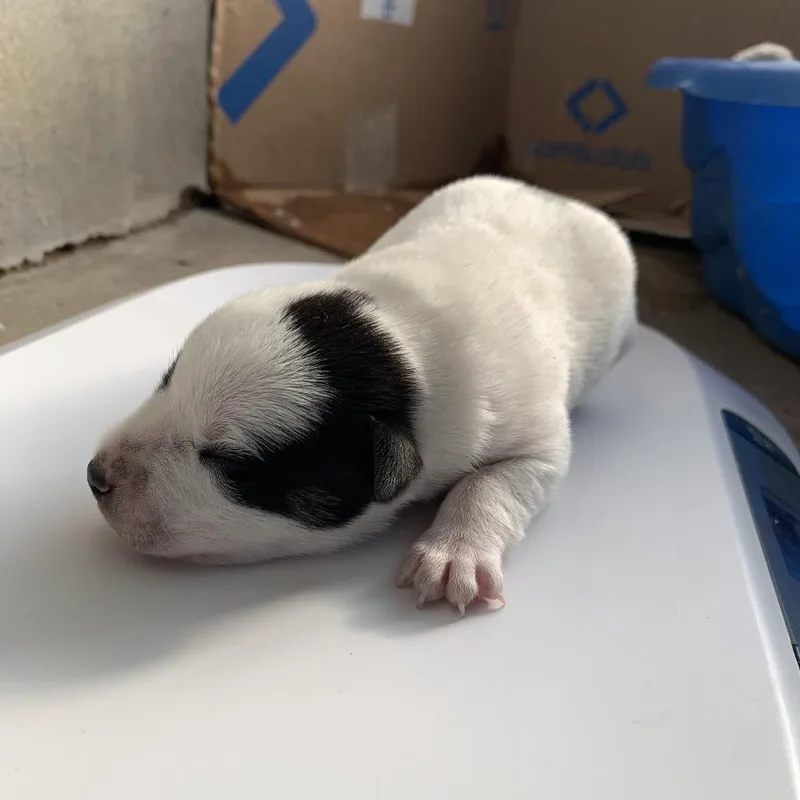 A baby medium-sized female White / Cream Mixed Breed dog named Rowlet for adoption in Austin, TX