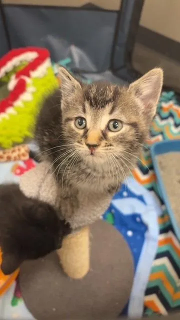 A baby small-sized male Domestic Short Hair cat named Macchiato for adoption in Ladysmith, WI