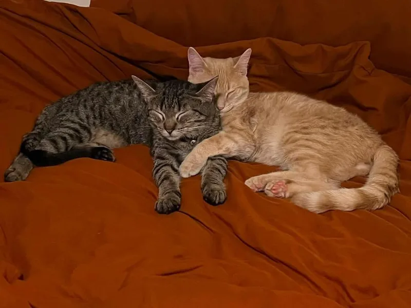 A young medium-sized male Tabby (Brown / Chocolate) Domestic Short Hair cat named Spruce & Cedar for adoption in Manhattan, KS