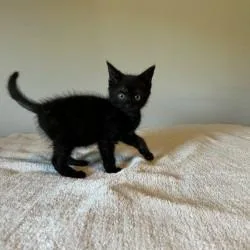 Licorice