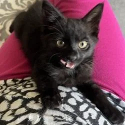 Licorice thumbnail 2