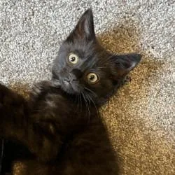 Licorice thumbnail 3