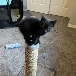 Licorice thumbnail 6