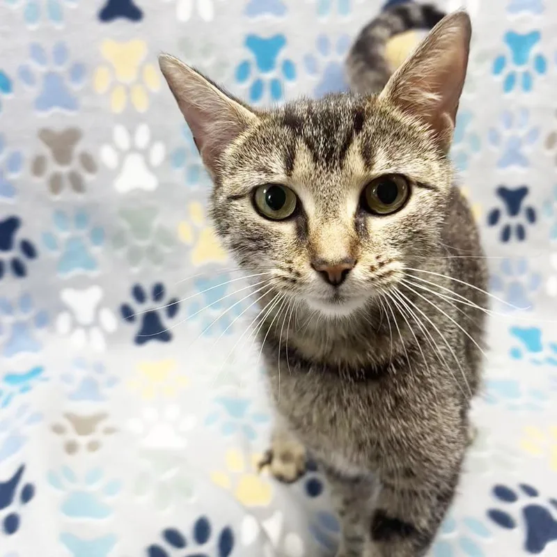 A young medium-sized female Brown / Chocolate Domestic Short Hair cat named Mama Eclaire for adoption in Mount Juliet, TN