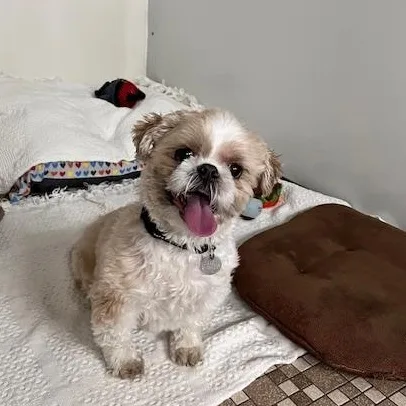 A senior small-sized male Apricot / Beige Shih Tzu dog named Cricket for adoption in Honesdale, PA