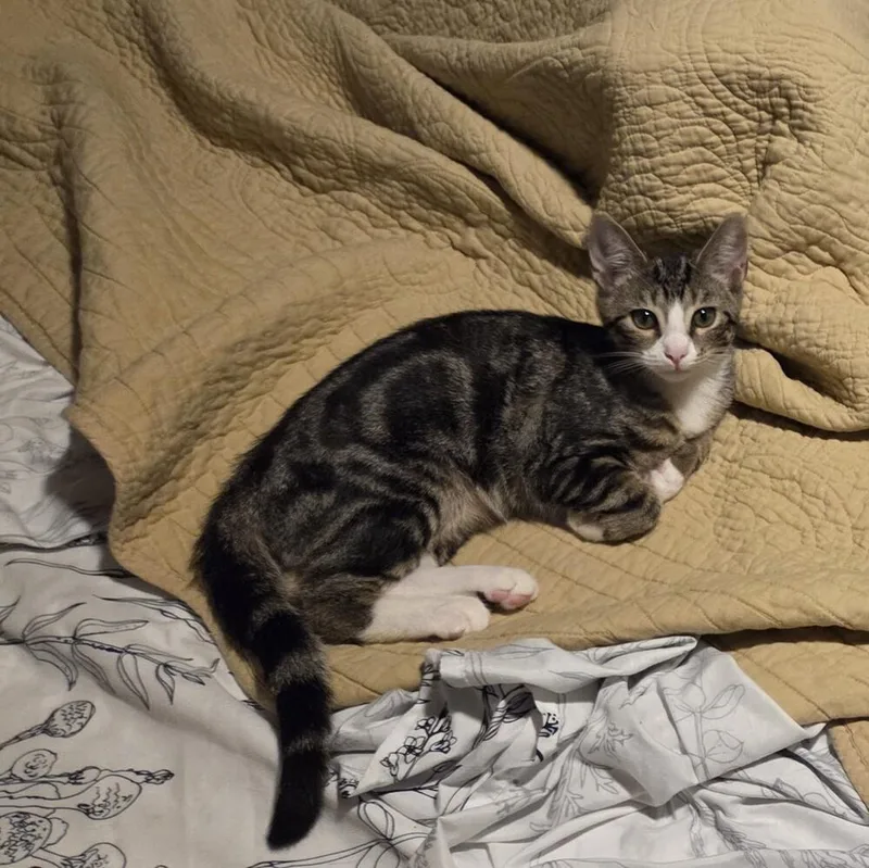 A baby small-sized female Domestic Short Hair cat named Brunson for adoption in Elmsford, NY