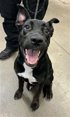 A young large-sized female Pit Bull Terrier dog named Pima for adoption in Phoenix, AZ