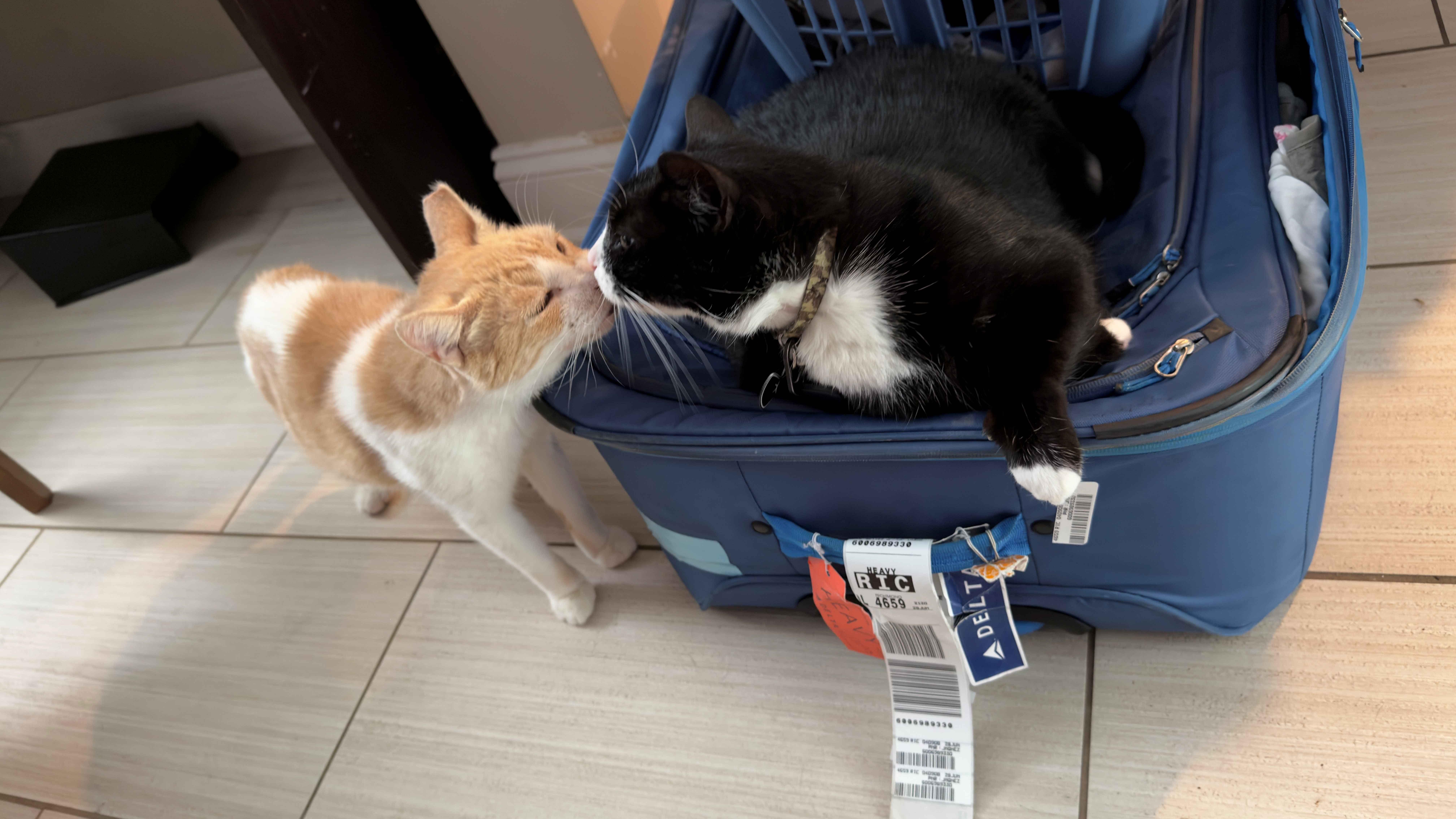 A senior medium-sized male Buff & White American Shorthair cat named Weezy for adoption in RICHMOND, VA
