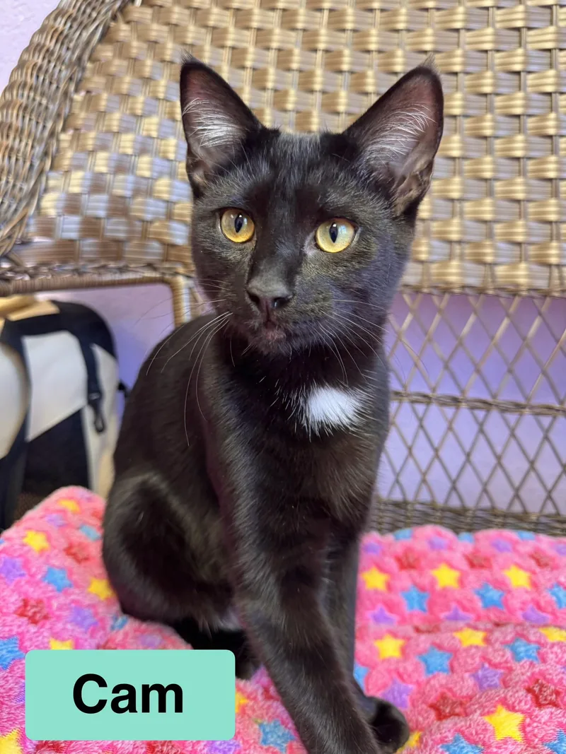A young medium-sized male Black Domestic Short Hair cat named Bonded Pair Brothers for adoption in Monroe, NC