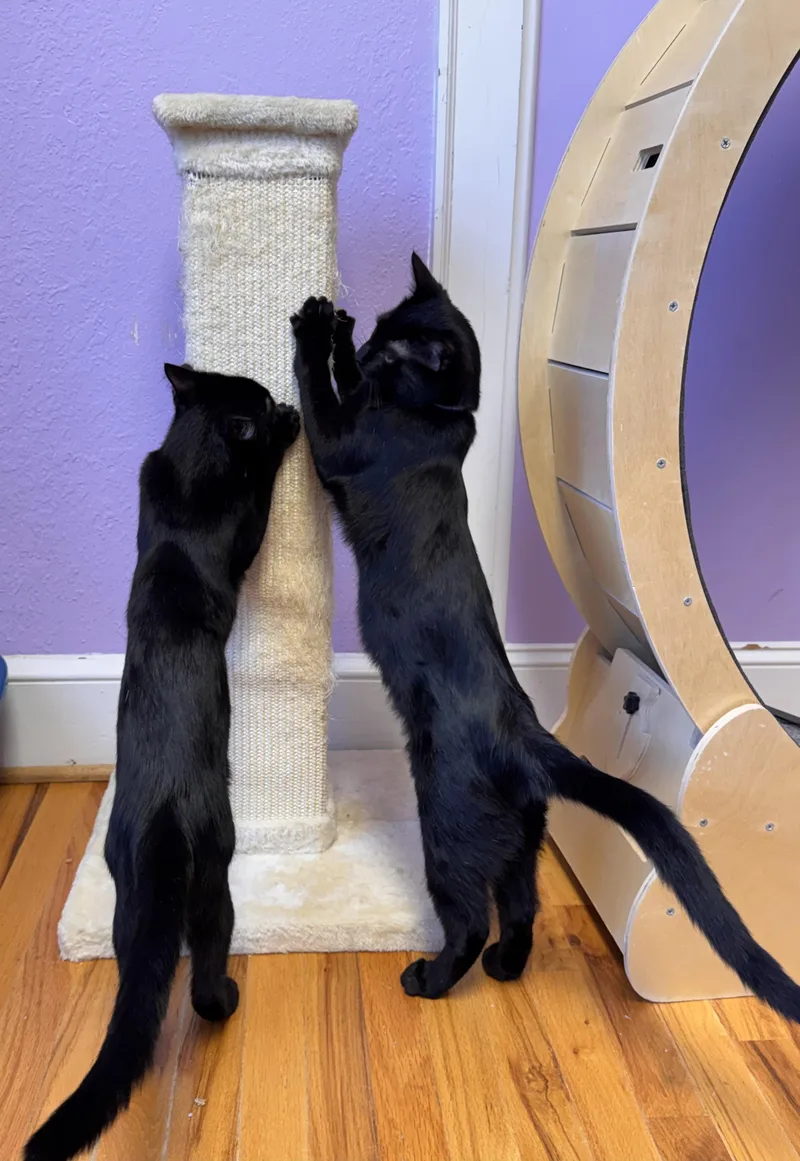 Bonded Pair  Brothers thumbnail 3