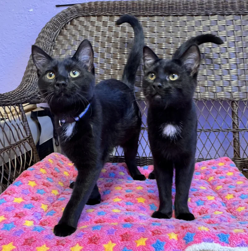 Bonded Pair  Brothers thumbnail 4