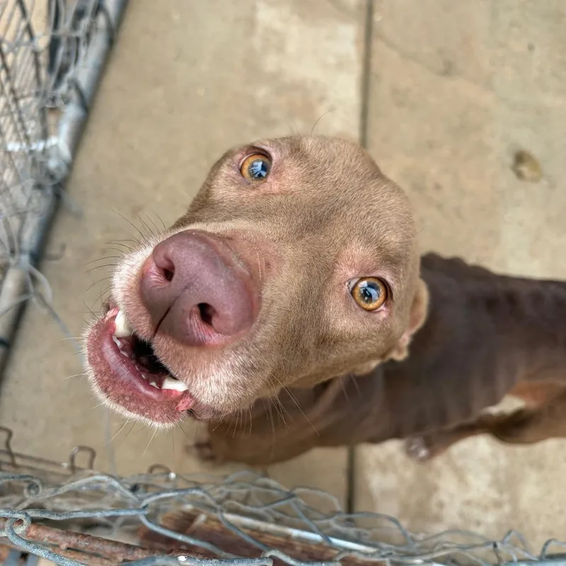An adult medium-sized female Brown / Chocolate Pit Bull Terrier dog named Hannah for adoption in Lake Jackson, TX