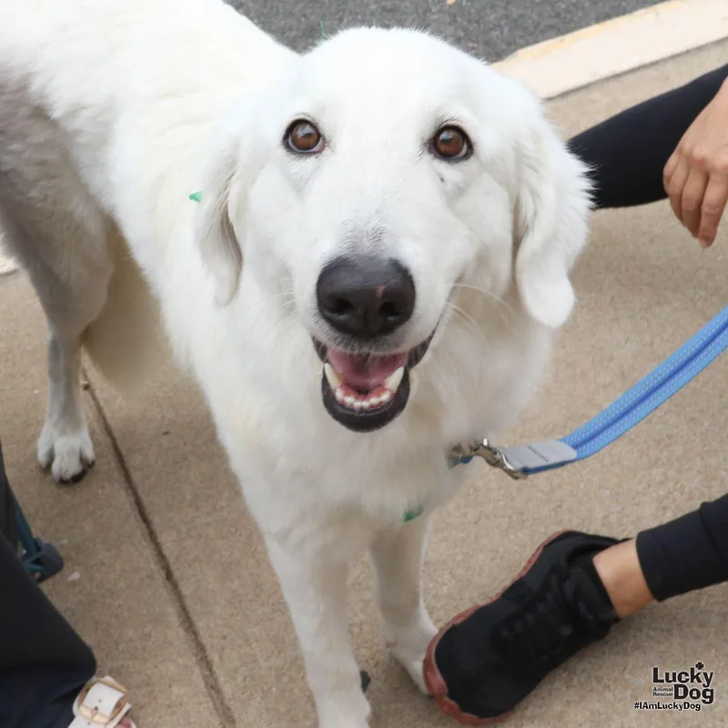 A young medium-sized female Great Pyrenees dog named Perla for adoption in Washington, DC
