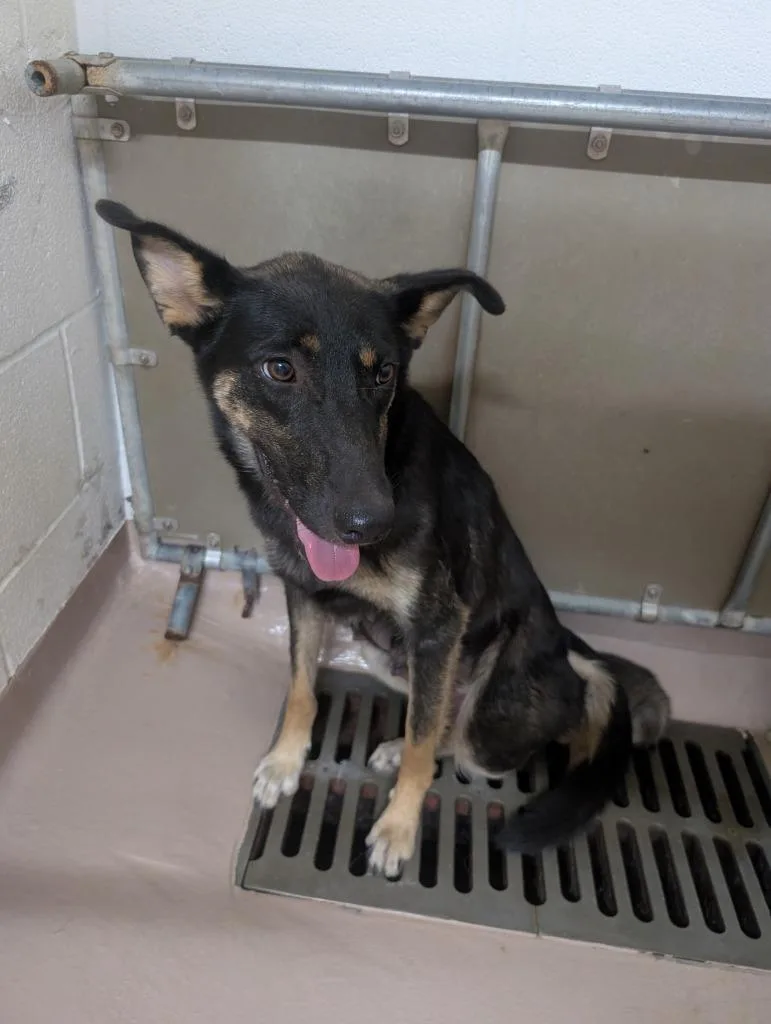 A young large-sized female German Shepherd Dog dog named Brinne for adoption in Nacogdoches, TX