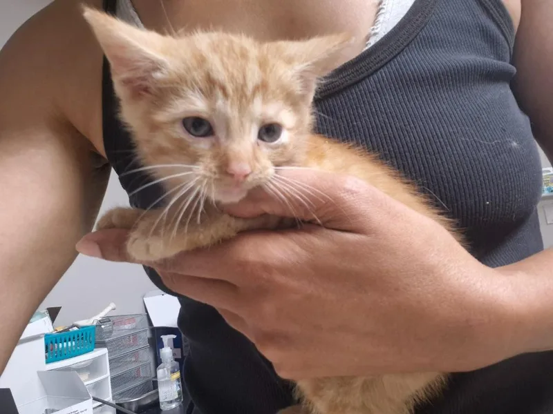 A baby medium-sized male Domestic Short Hair cat named Shaggy for adoption in Cincinnati, OH