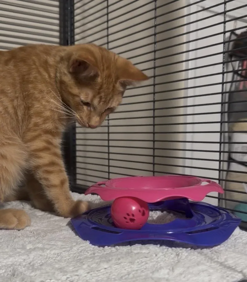 A baby medium-sized male Tabby (Orange / Red) Domestic Short Hair cat named Chester for adoption in Clinton Township, MI