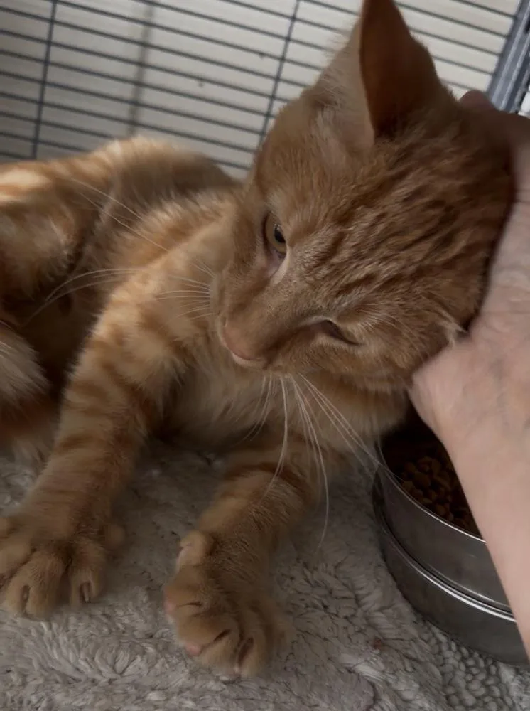 Chester thumbnail 2