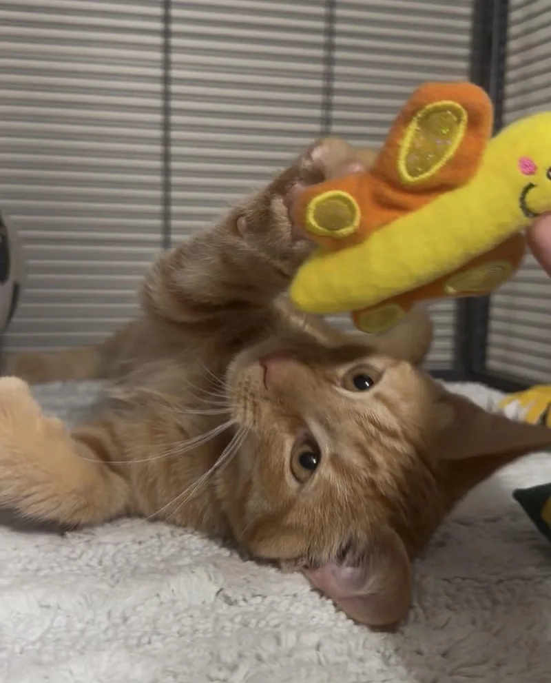 Chester thumbnail 3