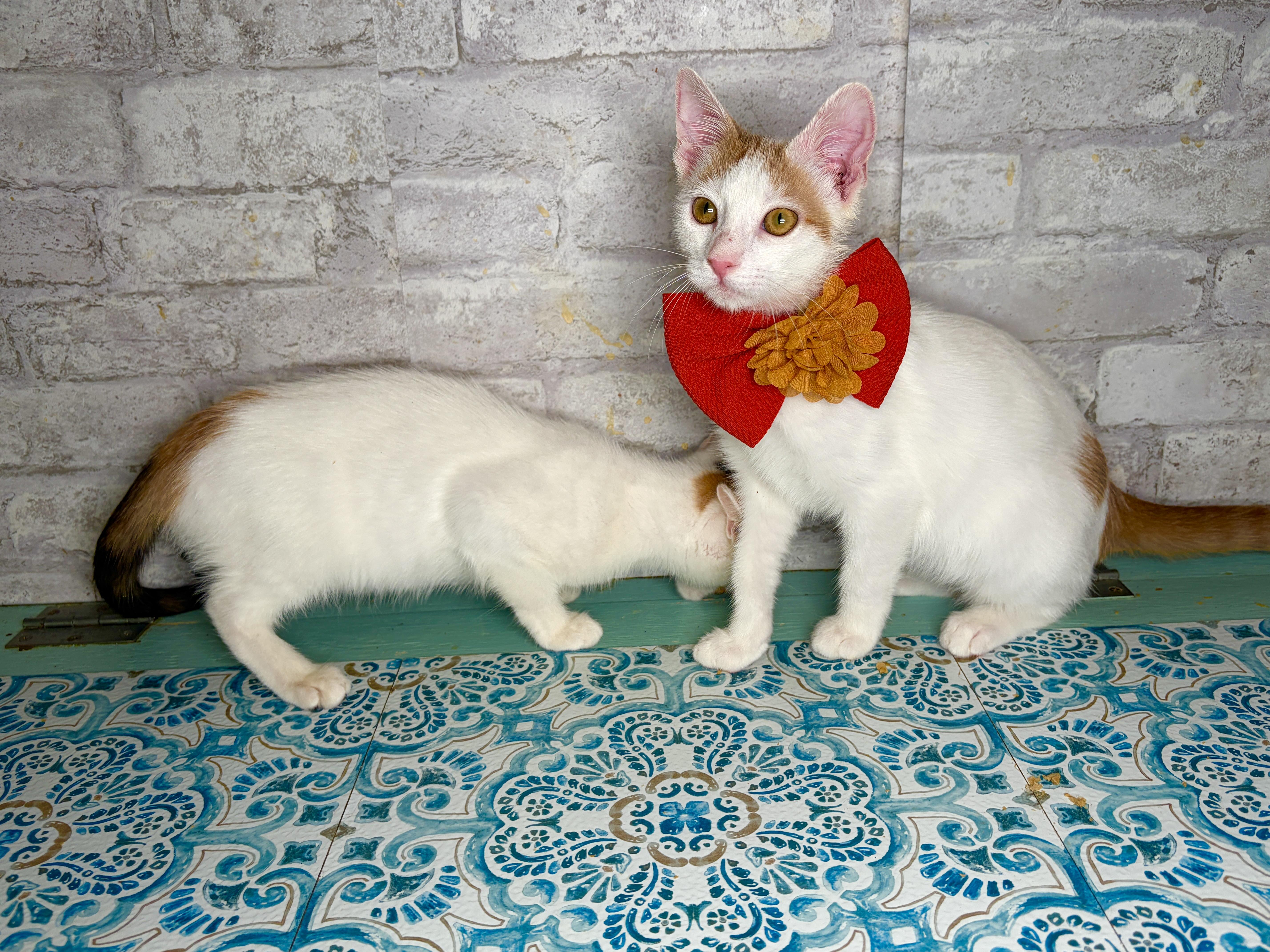 Heartly & Harbor