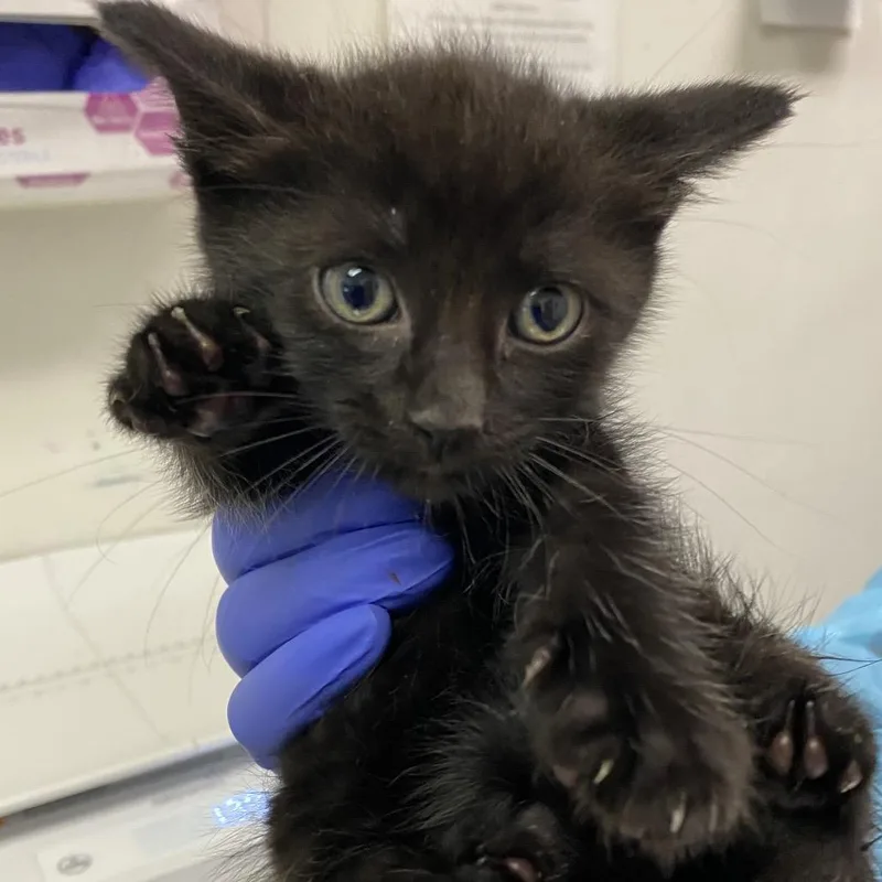 A baby small-sized male Gray / Blue / Silver Domestic Short Hair cat named Ocean for adoption in Charleston, WV