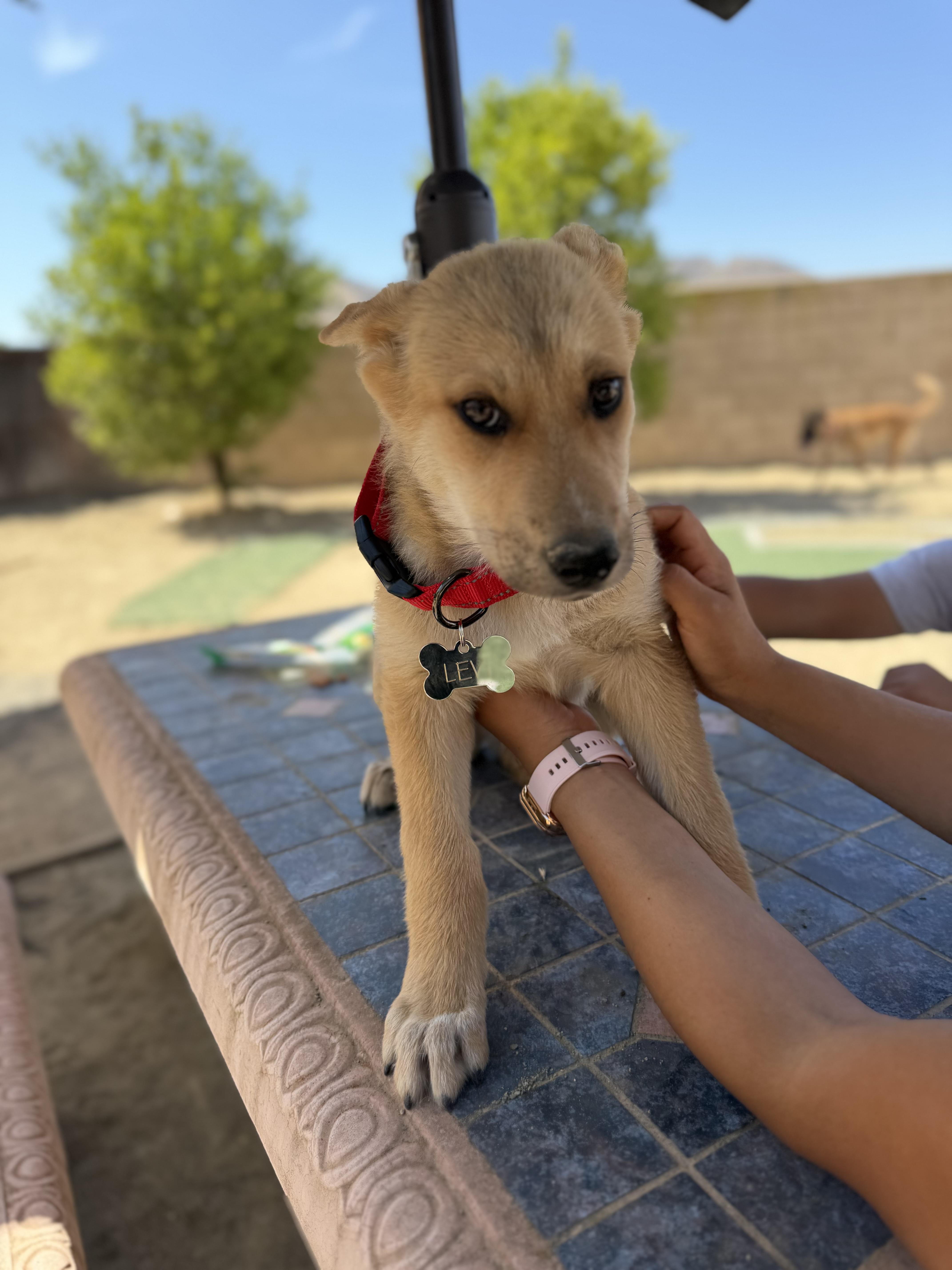 A baby medium-sized male Golden Beagle dog named Levi for adoption in Perris, CA
