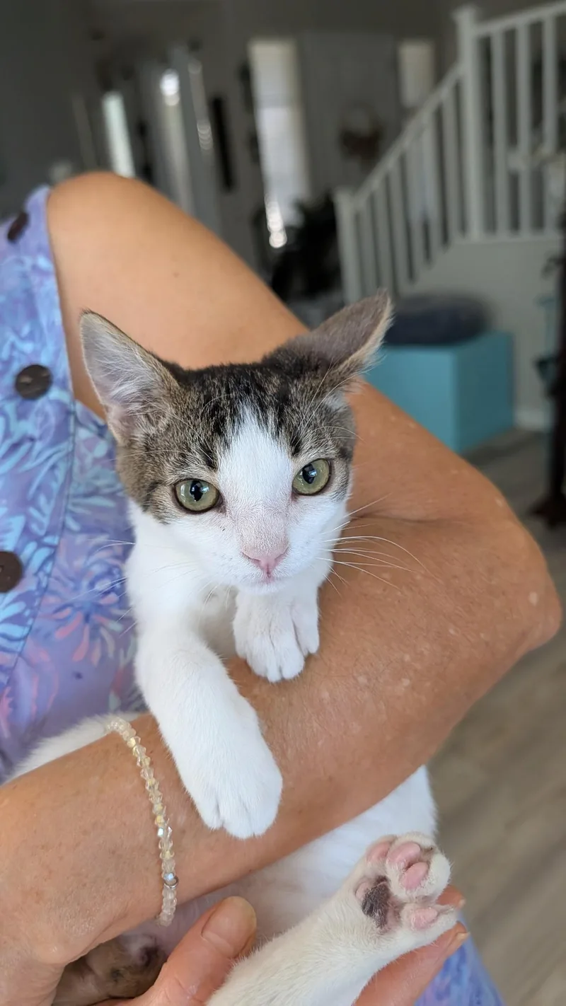 A baby small-sized male Domestic Short Hair cat named Mikey for adoption in queen creek, AZ