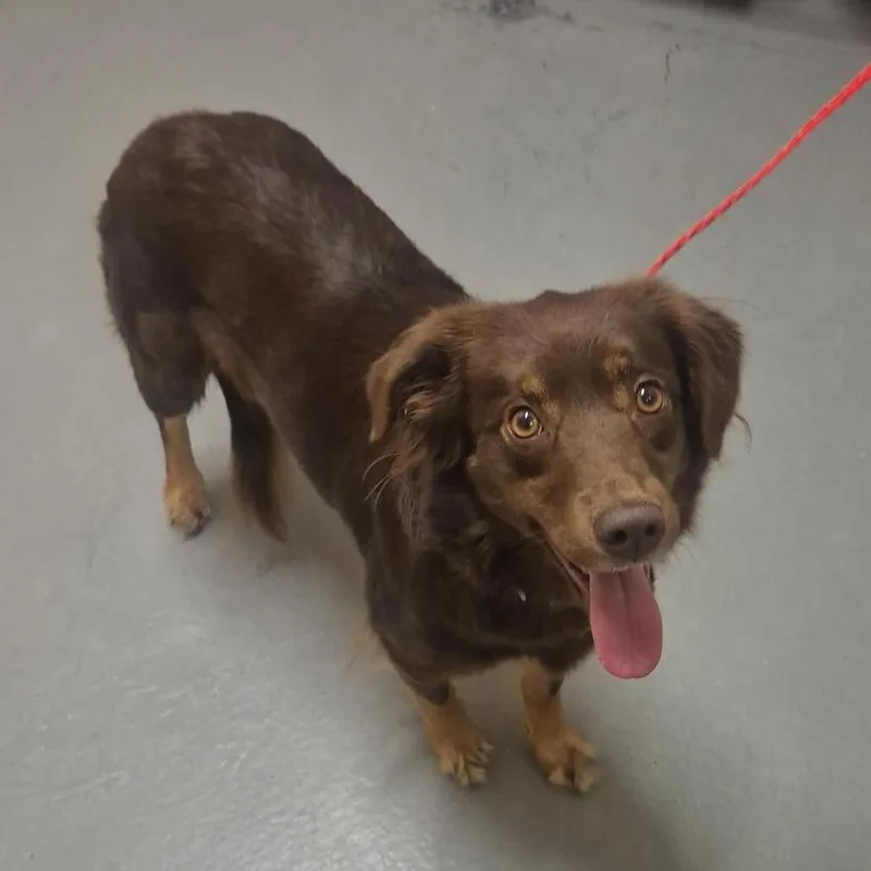 A young medium-sized female Australian Shepherd dog named Honey for adoption in Tacoma, WA