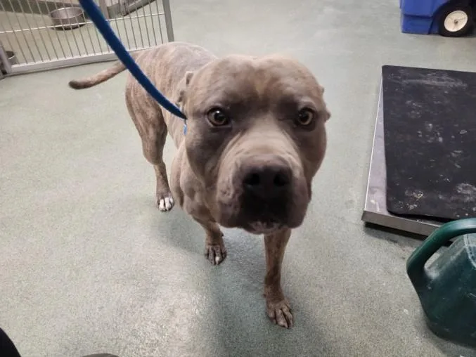 An adult medium-sized male Mixed Breed dog named Sancho for adoption in Santa Fe, NM
