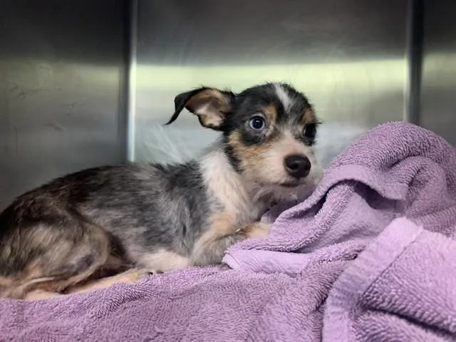 A young small-sized male Terrier dog named Rookie for adoption in Grand Prairie, TX