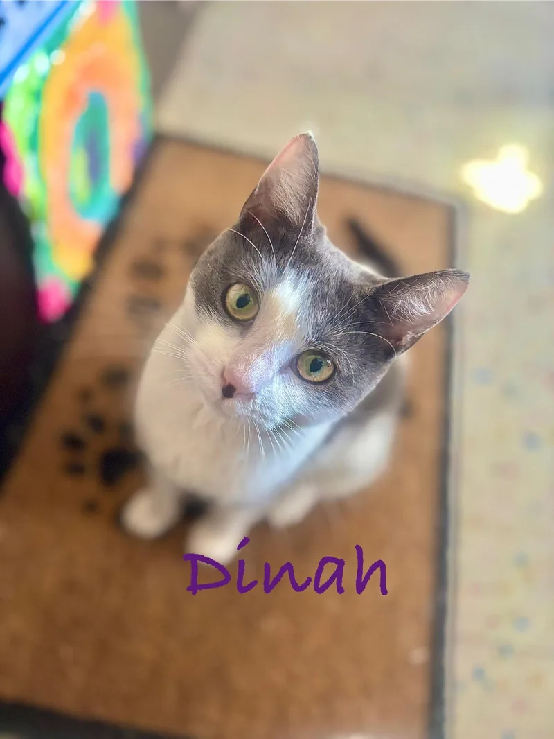 Dinah thumbnail 4