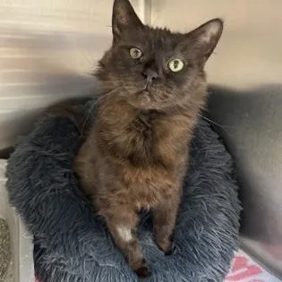 A young medium-sized male Brown / Chocolate Domestic Short Hair cat named Sylvie for adoption in Tinley Park, IL