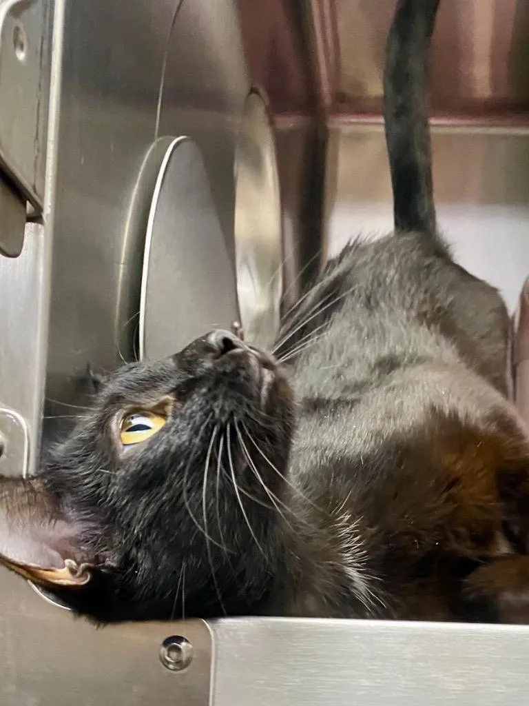 A young medium-sized female Domestic Short Hair cat named Amya for adoption in Chico, CA