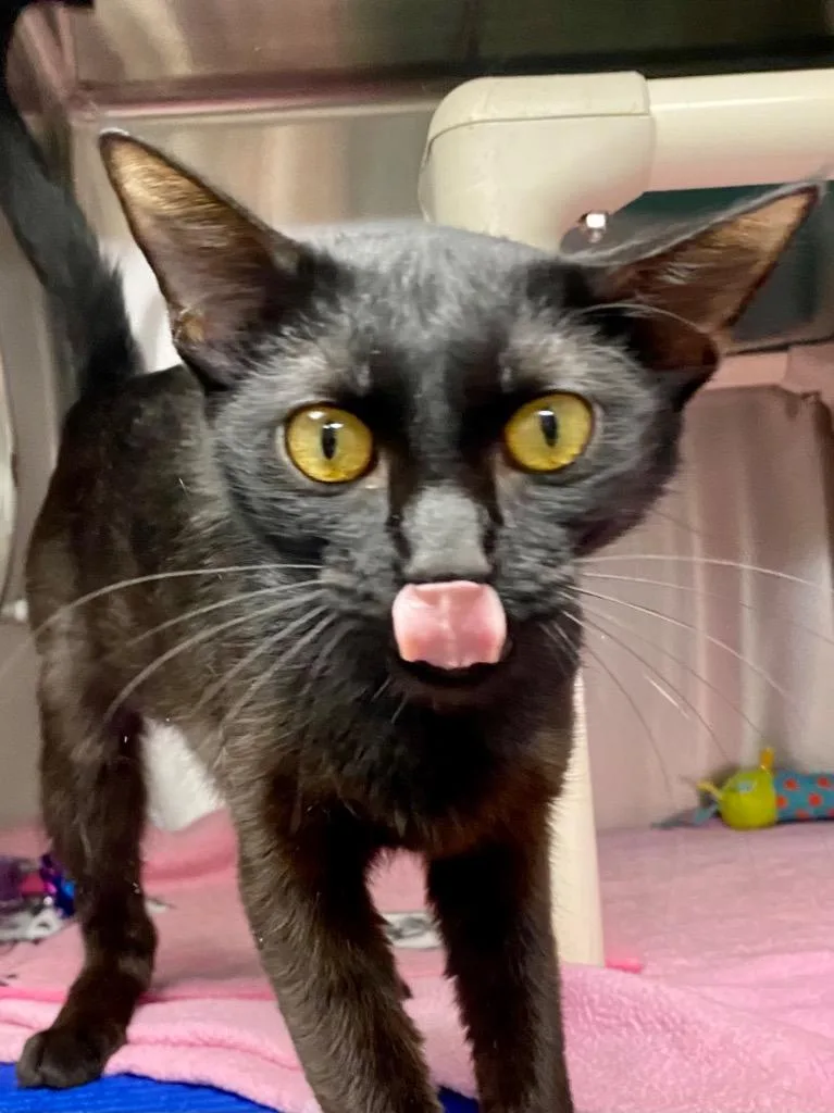 Amya thumbnail 5
