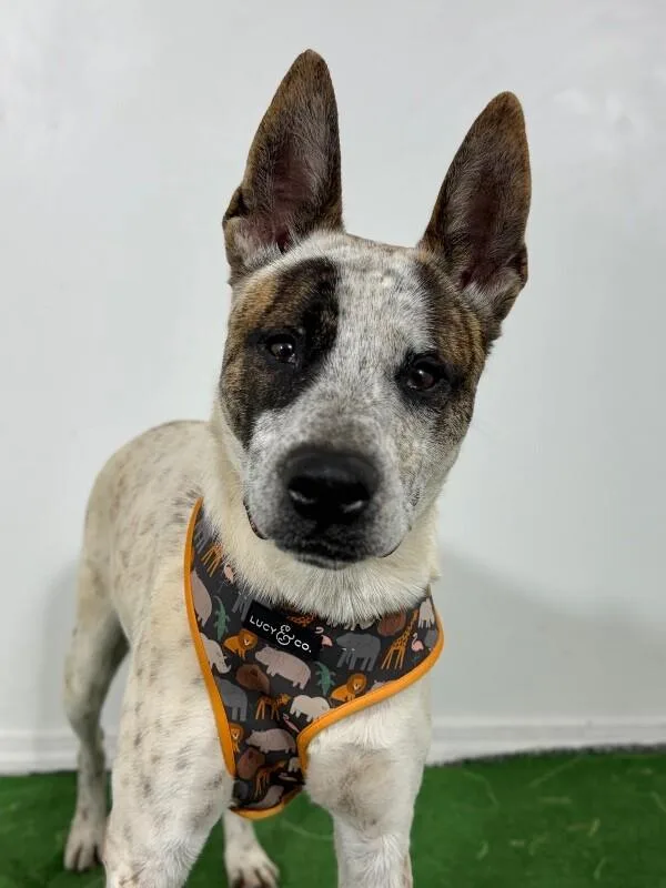 A young medium-sized male Brown / Chocolate Cattle Dog dog named Harry for adoption in Carlsbad, CA