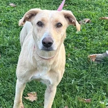 A young medium-sized female White / Cream German Shepherd Dog dog named Sandy Momma Fizz for adoption in Andover, MA