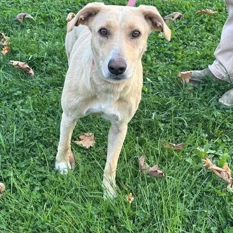 Sandy Momma Fizz thumbnail 3