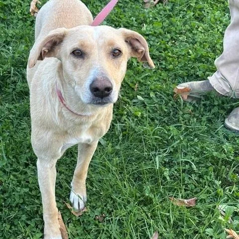 Sandy Momma Fizz thumbnail 4