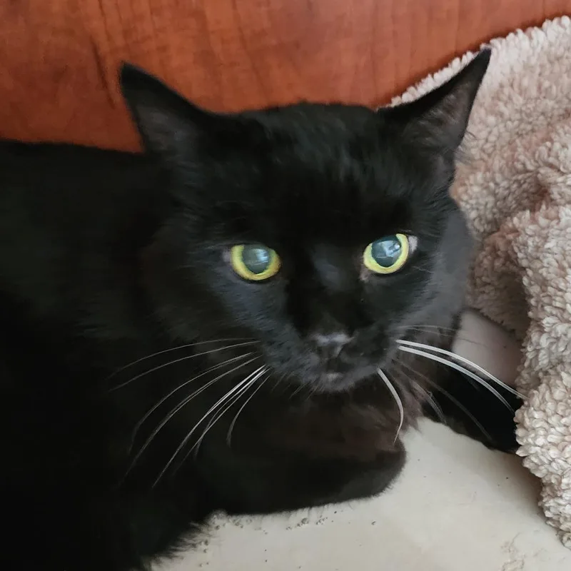 A senior small-sized male Domestic Medium Hair cat named Onyx for adoption in Middletown, NY