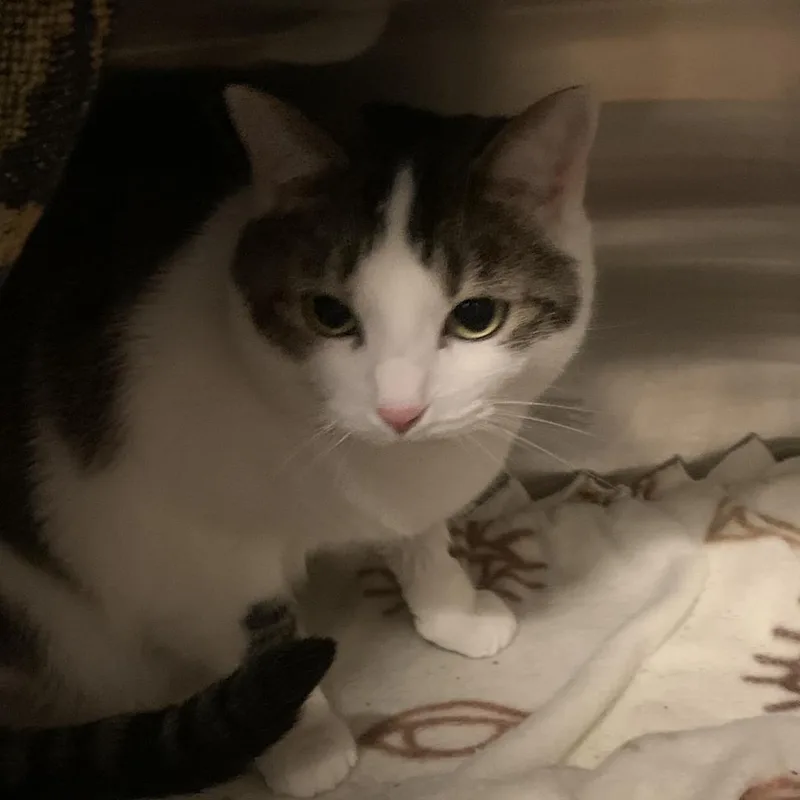 An adult large-sized female White Domestic Short Hair cat named Wanda for adoption in Council Bluffs, IA