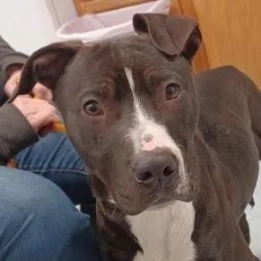 An adult medium-sized male Pit Bull Terrier dog named Tank for adoption in Philippi, WV