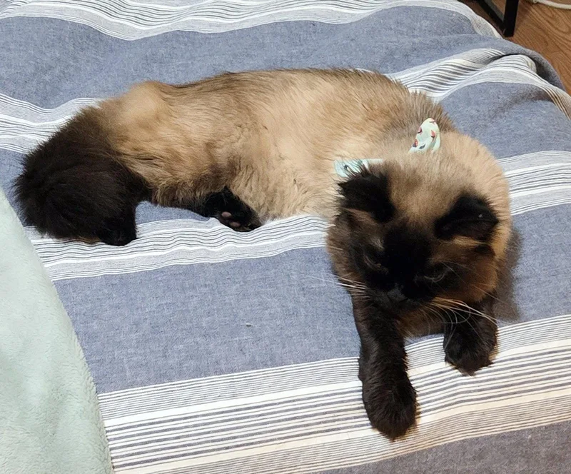 Sake   Offered thumbnail 3